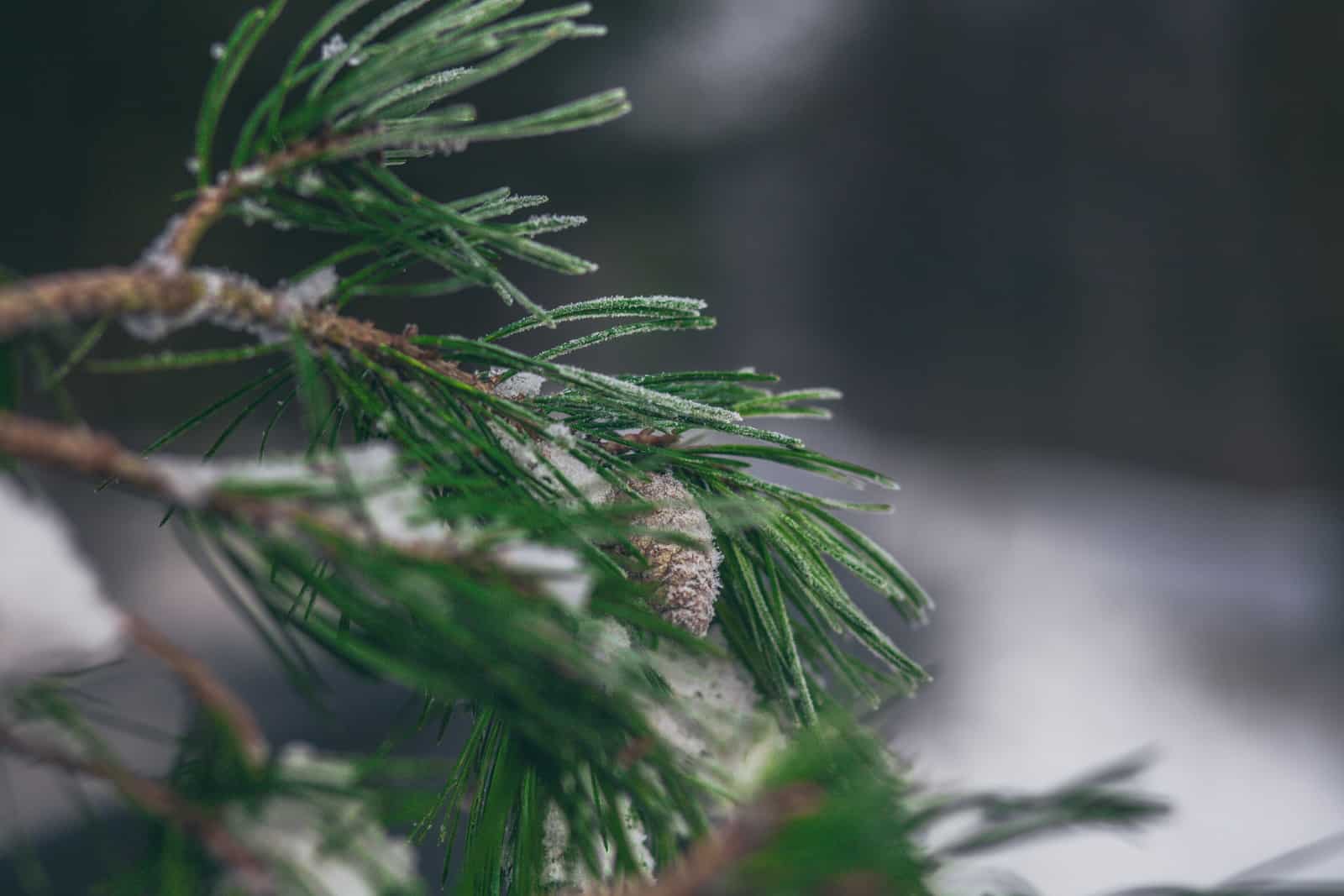 closeup photo of pine cone