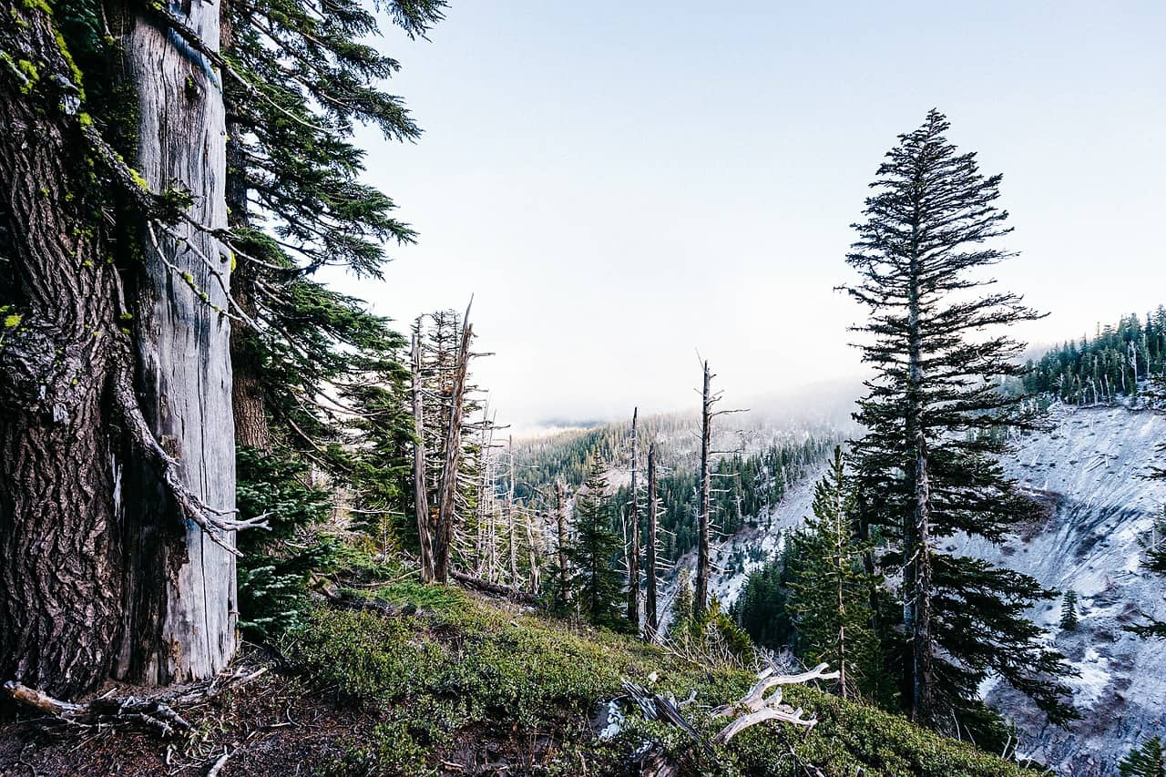 hiking button down shirt