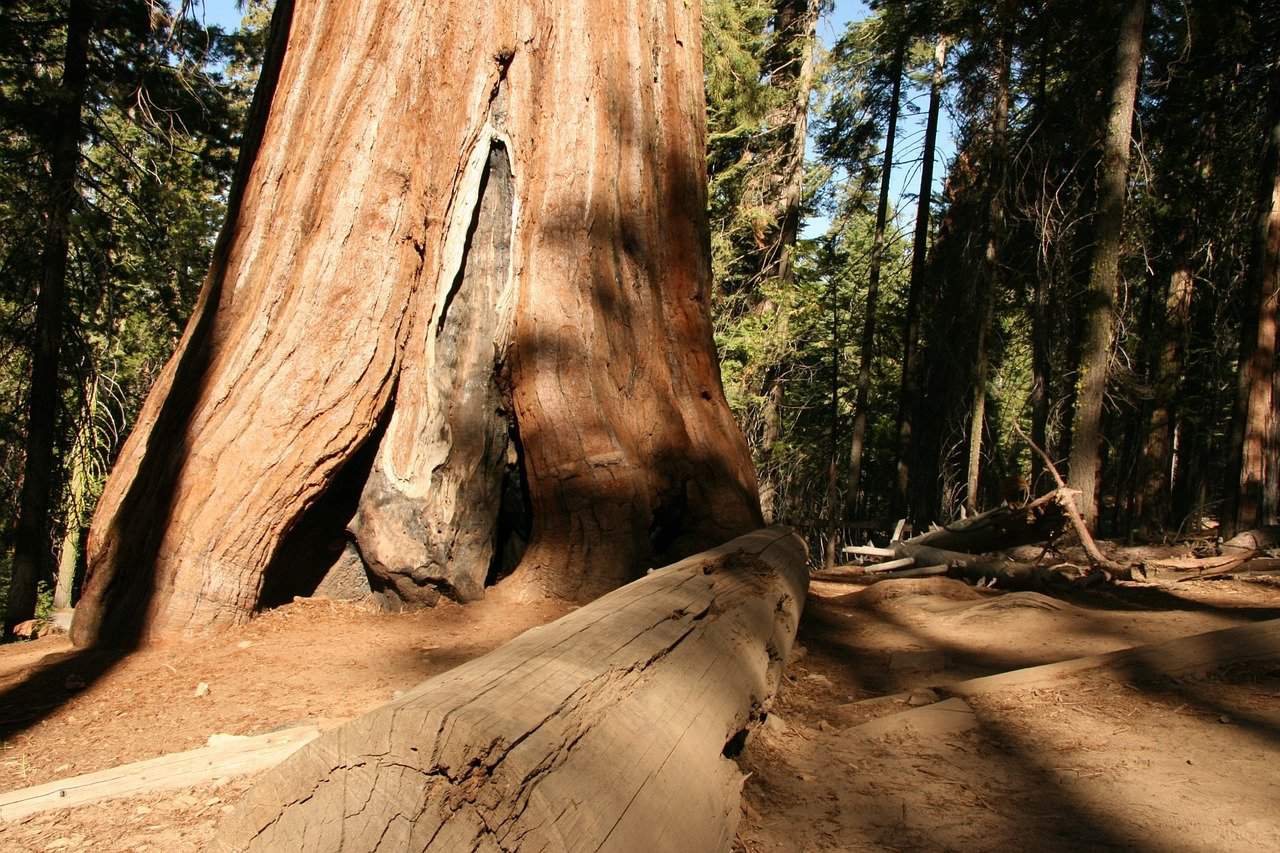 hiking khaki pants